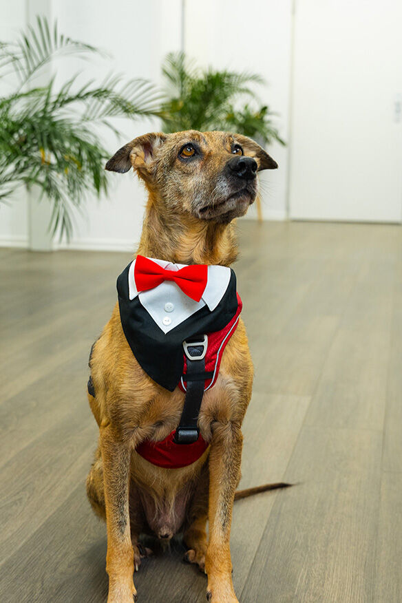 Mitarbeiterfoto von Rico, Security Officer